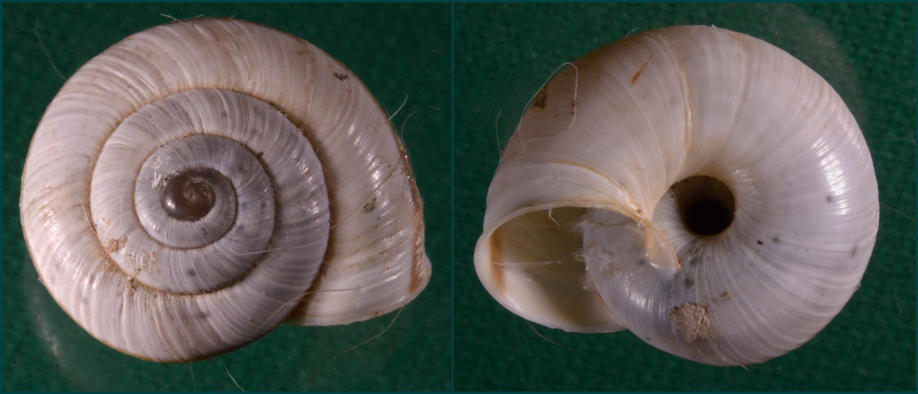 Chilostoma cingulatum nicatis (Costa, 1836)